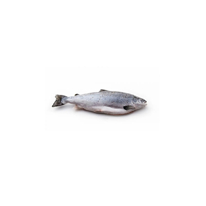 Salmón fresco congelado de Noruega con calidad de restaurante - Product Image 1
