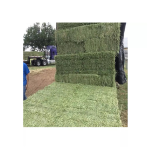 Foin d'alfalfa américain pour l'alimentation animale, bétail, chevaux, vaches, poulets, animaux de compagnie - Product Image 5