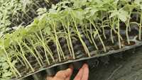 Pots de culture pour semis en tourbe de coco de qualité supérieure, pots biodégradables en fibre de coco écologiques avec une forte rétention d'eau pour une utilisation en jardinage