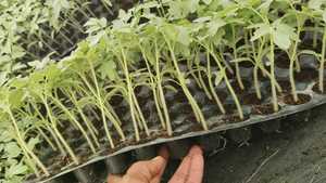 Pots de culture pour semis en tourbe de coco de qualité supérieure, pots biodégradables en fibre de coco écologiques avec une forte rétention d'eau pour une utilisation en jardinage - Product Image 6