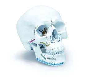 Kit d'instruments de chirurgie orthopédique et maxillo-faciale OEM comprenant des plaques et des instruments en titane médical maxillo-facial par Dentavex - Product Image 3