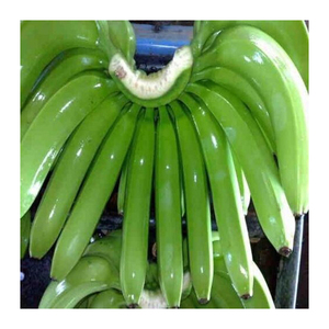 Plátanos Cavendish Verdes de Primera Calidad, Frescos y Crudos para Procesamiento de Alimentos y Uso Industrial - Product Image 5