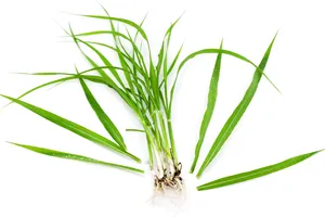 Huile Essentielle de Palmarosa, Huile Parfumée Florale et Herbacée pour la Fabrication de Savons, Bougies et Cosmétiques, Fournisseur en Gros - Product Image 2