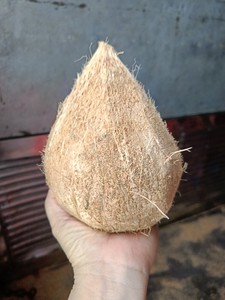 Noix de coco brune décortiquée du Vietnam – Fournisseur fiable pour les fabricants alimentaires (WA +84914319488) - Product Image 5