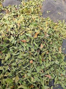 Feuilles de Lawsonia inermis séchées naturellement pour le henné traditionnel de mariée et les motifs artistiques – Matière première végétale de qualité supérieure - Product Image 4
