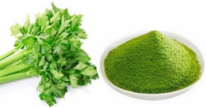 Polvo de Apio Orgánico |   Alta Densidad de Nutrientes |   Suministro a Granel de Alimentos Funcionales // Evan - Product Image 4