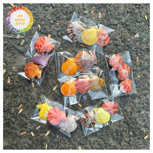 Premium Natural Assorted Decorative Seashells Unique Shapes for Handmade Crafting Rustic Interior Decoration Christmas Gifts - Product Image 1