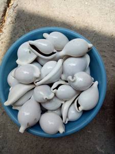 BEST SELLER Eco-Friendly Handmade Natural Mixed Ocean <b>Shell</b> <b>Ornaments</b> Pack Home Table Decor DIY Craft Project Blue Lotus - Product Image 3