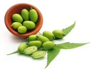 Graines de Neem de qualité alimentaire naturelle pour usage industriel dans les compléments alimentaires et la production d'huile - Product Image 5