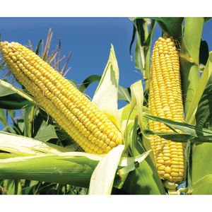 Maïs jaune de qualité supérieure, non OGM, pour la consommation humaine / Maïs jaune pour l'alimentation animale au Royaume-Uni - Product Image 2