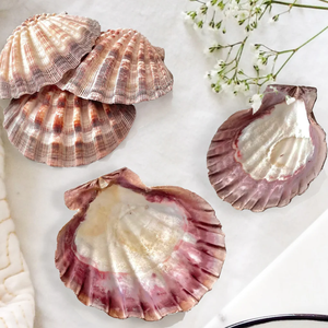 CONCHAS DE VIEIRA NATURALES / LIMPIADAS Y SECADAS AL SOL / LISTAS PARA DECORACIÓN O PARA SERVIR COMIDA / SEÑORA ALINA - Product Image 5
