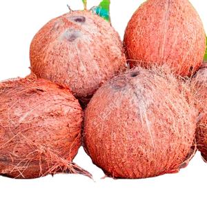 Fournisseur de noix de coco décortiquées noix de coco séchée meilleur prix haute qualité HOLIDAY - Product Image 6