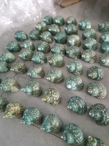 Cuenco Iridiscente Arcoíris de Concha de Abulón, Concha de Paua Perlada Pulida, Paquete a Granel para Regalo de Recuerdo de Boda en la Playa - Macy - Product Image 3