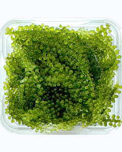 Uvas de Mar de Origen Vietnamita – Calleirpa Lentillifera de Calidad Premium para Exportación - Product Image 1