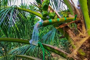 Concentré d'eau de coco filtrée de qualité supérieure en vrac, mélange de nectar et de sirop de fleur de coco sans sucre, du Vietnam - Product Image 6