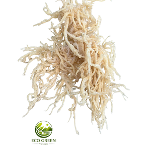 <b>Dried</b> Sea <b>Moss</b> Raw Natural Seaweed for Gel Production Smoothie Detox Drink Ingredient Bulk Supply Food Processing Industry - Product Image 1