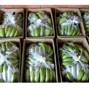 Plátano Cavendish de Alta Calidad, Fruta Fresca para Exportación Global WA 84 985971368 - Product Image 2