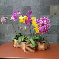 Pot Bunga Anggrek Kayu Desain Baru & Pot Tanaman Gaya Persegi Pot Tanaman Gantung