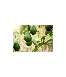 Avocats frais de qualité supérieure pour les réseaux mondiaux de commerce de produits agricoles - Product Image 2