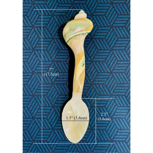 Cuchara de concha marina natural para servir azúcar, sal, miel, mermelada, condimentos y presentación de alimentos especiales - Product Image 4