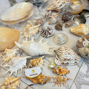 เปลือกหอยทะเลธรรมชาติหลากหลายขนาดเล็กและใหญ่ สำหรับงาน DIY ตกแต่งตู้ปลา จำนวนมาก ส่งออกจากโรงงานเวียดนาม - Product Image 5