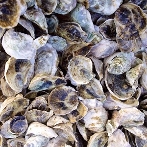 Conchas de capiz crudas a buen precio, conchas marinas para manualidades y decoración, suministro directo de conchas marinas naturales de fábrica. - Product Image 3