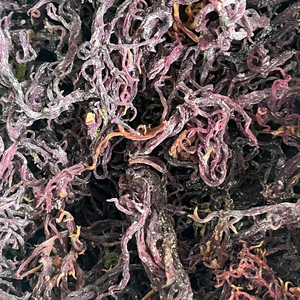 Mousse d'algues biologique du Vietnam riche en iode pour l'alimentation et les cosmétiques, vente en gros, exportation - Product Image 5