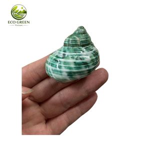 High Quality White Mother of Pearl Conch Shell Large Seashell for Craft Jewelry Inlay Decoration Bulk Supply - Product Image 5