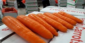 Carottes surgelées et fraîches – Légume racinaire de qualité supérieure pour la cuisine, les collations et la transformation alimentaire // Mr.Tom - Product Image 3