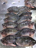 Fournisseur aquatique professionnel : Tilapia entier surgelé IQF, qualité export, certifié HACCP, sans additifs, saveur fraîche