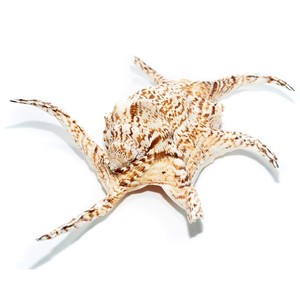 Coquillages d'araignée, coquillages marins, thème plage, présentation économique, coquillages naturels, coquillages océaniques, vente en gros - Product Image 3