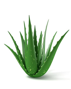 HIGH-QUALITY, PURE FRESH ALOE VERA, WHOLESALE, IN SYRUP FORM WITH PULP, FOR JUICING, <b>DICED</b> - Product Image 4
