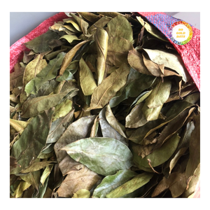 ใบเต้าร้อยแห้ง ใบเต็มแผ่น อบแห้งอย่างพิถีพิถัน สะอาด พร้อมสำหรับการสั่งซื้อจำนวนมาก พร้อมการจัดส่งที่เชื่อถือได้ - Product Image 2