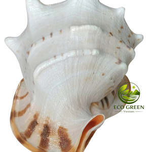 Coquillages Kim Khoi pour les détaillants de décoration intérieure européenne, les boutiques côtières, les magasins de cadeaux nautiques, la décoration de mariage et les fournitures d'artisanat - Product Image 3