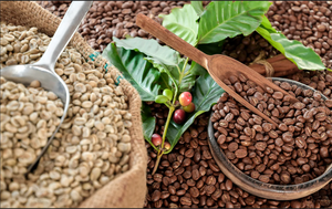 Specialty Arabica Green Coffee <b>Beans</b> Vietnam Size 16 ISO 22000 Certified 0.1% Black Broken G1/G2 Grade TNFOOD Brand Export - Product Image 2