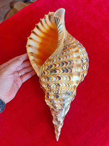 Coquille de trompette naturelle polie de grande taille et de haute qualité pour la décoration de mariage en bord de mer - Fournisseur en gros - Product Image 5