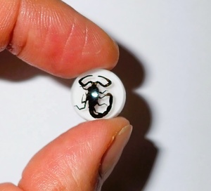 Cabujón de Plástico con Espécimen Real de Escorpión Negro, Redondo de 13x13 mm, Base Plana Blanca para Manualidades y Joyería - Product Image 5