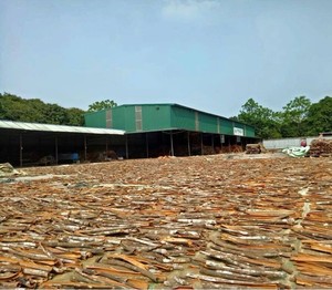 Canela de Cáscara de Canela (Cassia) de Vietnam, Precio al por Mayor - Product Image 5