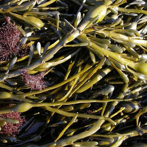 Fresh Bladderwrack Seaweed (Fucus Vesiculosus) for Food, Cosmetics & Herbal Applications - Product Image 1