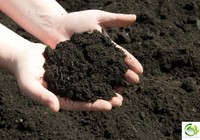 Vermicompost de haute qualité – Engrais organique naturel, excréments de vers, prix compétitif // M. Tom