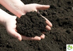 Vermicompost de Alta Calidad – Fertilizante Orgánico Natural, Excremento de Gusanos, Precio Competitivo // Mr.Tom - Product Image 2
