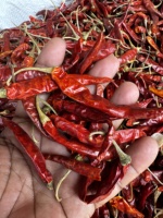 Piment rouge séché de haute qualité Dev Namo, forme allongée, épices naturelles, 500g, longue durée de conservation, Inde