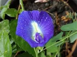 Offre Spéciale : Herbe Séchée Naturelle Shankhpushpi pour la Clarté Mentale, le Soutien du Système Nerveux et l'Utilisation en Tisane – Disponible au Meilleur Prix - Product Image 3