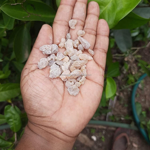Polvo de Goma de Boswellia Serrata Natural, Polvo de Shallaki, Polvo de Salai Guggul, Polvo de Resina de Incienso Herbal, Calidad de Exportación - Product Image 4