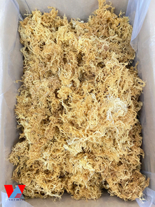 Musgo de mar seco-Musgo irlandés cultivado en el océano-Musgo de mar dorado orgánico Wildcrafted Sun-Dried Vegan Superfood Skin / Lima - Product Image 3