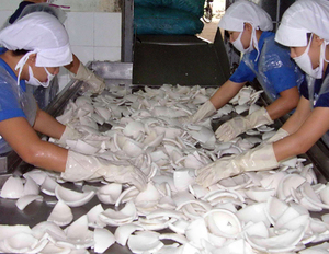 Leche de Coco en Polvo Alta en Grasa 60% Vietnam, Polvo de Coco Liofilizado de Calidad Premium, Fabricante Mayorista, Proveedor de Exportación - Product Image 2