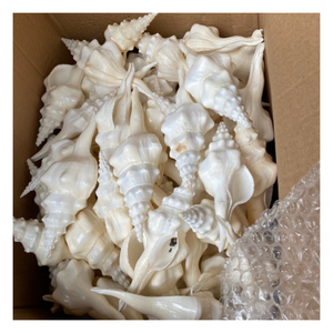 เปลือกหอยสังข์และเปลือกหอยทากคุณภาพสูงสำหรับงานฝีมือ ตกแต่งภายใน และงานออกแบบสร้างสรรค์ - Product Image 1