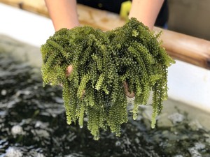 องุ่นทะเลธรรมชาติ – อุดมไปด้วยแร่ธาตุ แหล่งที่มาที่ดีต่อสุขภาพและเป็นออร์แกนิก // คุณทอม - Product Image 2