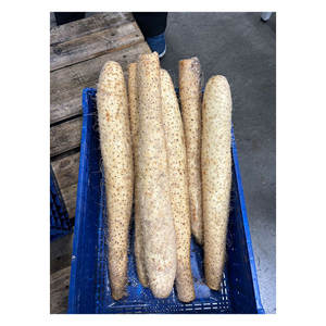 Los Más Vendidos, Ñame Chino Fresco de Gran Calidad, Sabor Rico Japonés, Textura Densa - Product Image 1