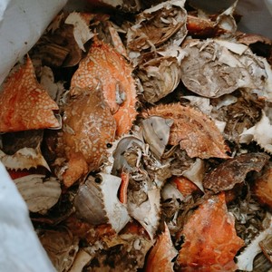 VIETNAM EXPORTS <b>CRAB</b> <b>SHELLS</b> to PRODUCE HIGH QUALITY ANIMAL FEED at GOOD PRICES - Product Image 2